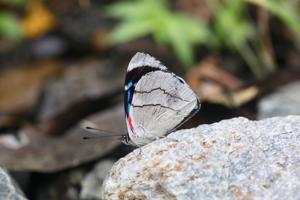 Perisama bomplandii ultramarina
