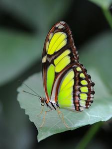 utils/thumbs/Nymphalidae/Philaethria_oPdPPCWNGXkWRuMq3n4AQz.JPG