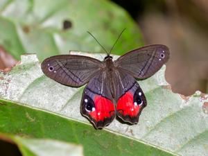 Pierella helvina incanescens