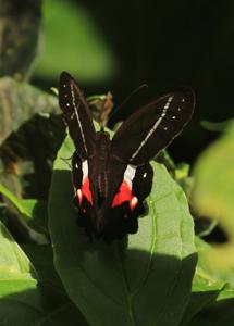 Pierella helvina pacifica