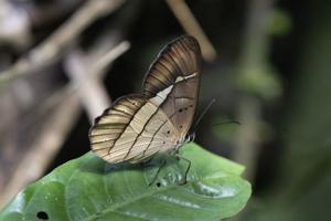 utils/thumbs/Nymphalidae/Pierella_e2Z6qeu6LcCnmtuDTkLYpY.jpg