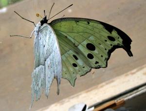 Protogoniomorpha parhassus aethiops