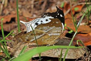 utils/thumbs/Nymphalidae/Protogoniomorpha_F6nudcG9K7C8AwD835ytz4.jpg