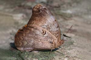 utils/thumbs/Nymphalidae/Selenophanes_Qs8YsF7cjxorabqGo5tBK7.jpg