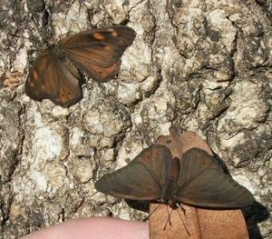 Sevenia boisduvali boisduvali