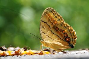 Stichophthalma howqua formosana