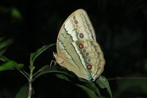 utils/thumbs/Nymphalidae/Stichophthalma_knZaYtGrFnyf2j3gUL3gfL.jpg