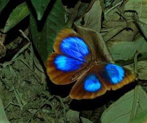 Thaumantis diores diores