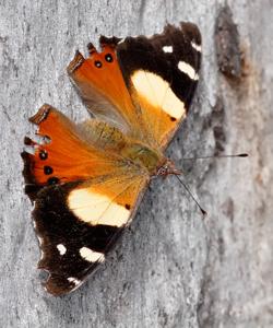 Vanessa itea