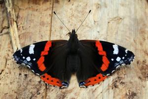Vanessa atalanta
