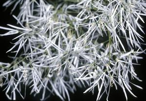Chionanthus virginicus