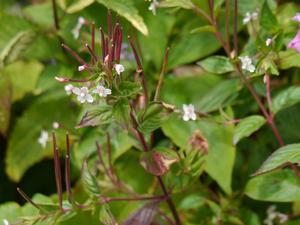 Epilobium coloratum