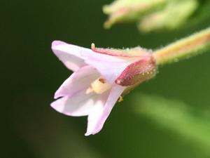 Epilobium coloratum