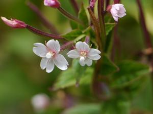 Epilobium coloratum