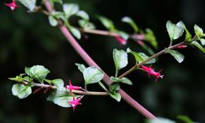 Fuchsia microphylla subsp. hemsleyana