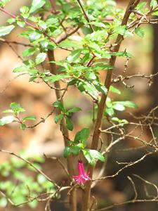 Fuchsia microphylla