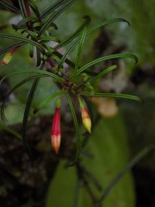 Fuchsia steyermarkii