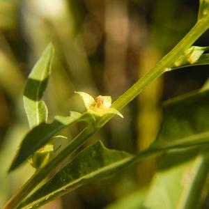 Ludwigia polycarpa