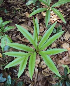 utils/thumbs/Ophioglossaceae/Helminthostachys_C5oruVEZtQGu9K4k59eyjh.jpg