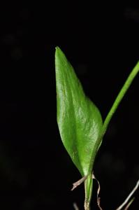 Ophioglossum costatum