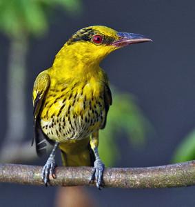 Oriolus chinensis