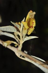Brandisia discolor