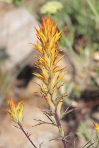 Castilleja linariifolia