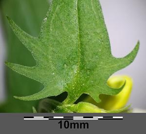 utils/thumbs/Orobanchaceae/Melampyrum_5GrLDhRax4VCFMFy3ZsLzj.jpg