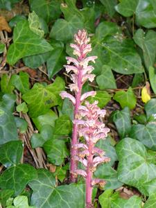 Orobanche hederae