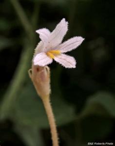 Orobanche uniflora