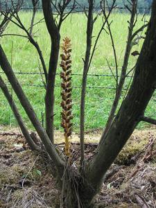 Orobanche rapum-genistae