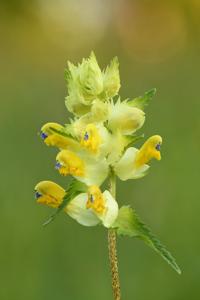 Rhinanthus angustifolius