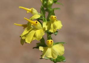 utils/thumbs/Orobanchaceae/Rhynchocorys_3i8N9nd6TZxJprngE4Lfeg.jpg