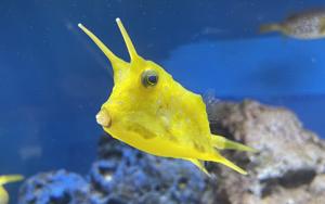 utils/thumbs/Ostraciidae/Lactoria_EZAYxCwP7qxgaCwzxzU9Yz.jpg