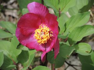 utils/thumbs/Paeoniaceae/Paeonia_EnVz8Rfwmn38wiwXP3oopH.jpg