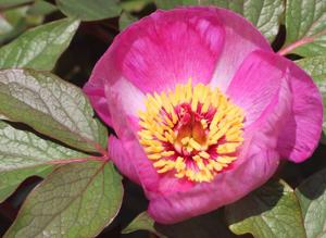 utils/thumbs/Paeoniaceae/Paeonia_Hp8RqYebo5qCR6GEbaXQ2G.jpg