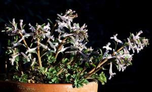 Corydalis haussknechtii