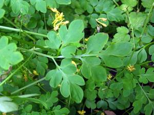 Corydalis pauciovulata