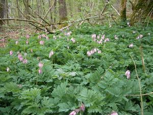 Dicentra formosa