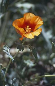 utils/thumbs/Papaveraceae/Glaucium_5V6CShGpEvDFFpa5spChrL.jpg