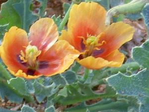 Glaucium corniculatum