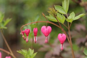 Lamprocapnos spectabilis