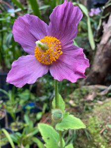 Meconopsis betonicifolia