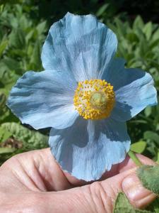 Meconopsis grandis