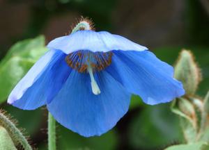 utils/thumbs/Papaveraceae/Meconopsis_K8PGgajMBCjcevEm3i3NyG.jpg