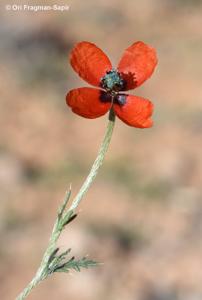 Papaver minus