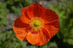 Papaver nudicaule
