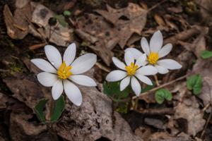 Sanguinaria canadensis
