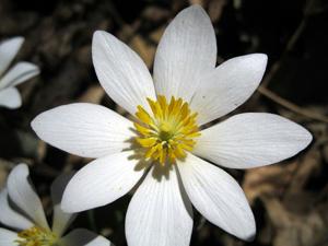 Sanguinaria canadensis
