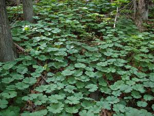 Sanguinaria canadensis